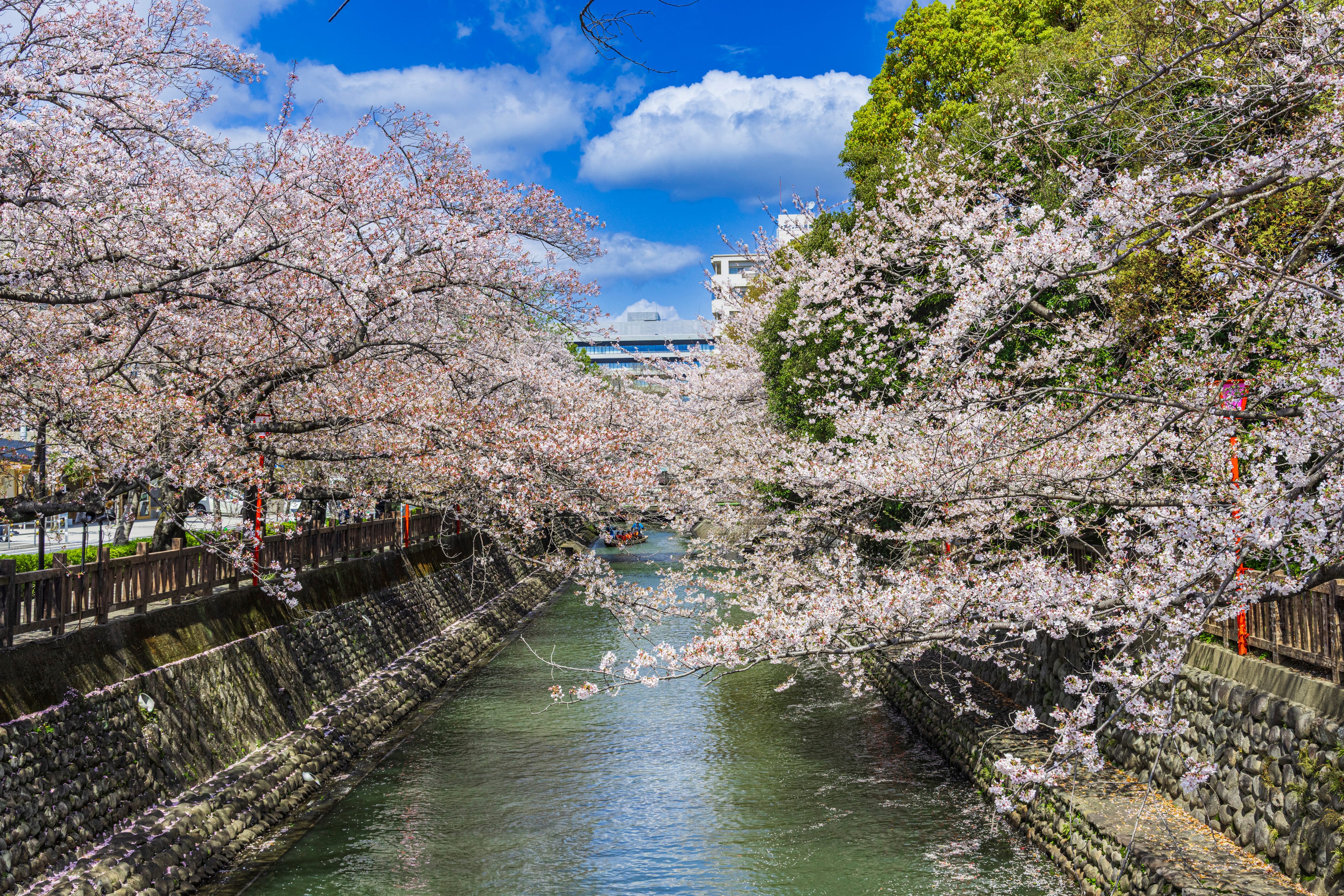 桜並木に彩られた水門川
